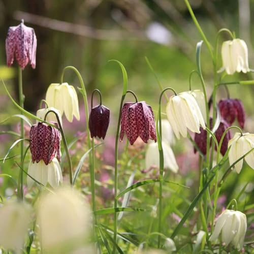 Tuberi di corona imperiale perenni,da giardino,decorazione del soggiorno giardino di,da giardino,colorati 10pcs