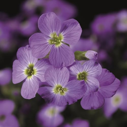 Bedwen Aubrieta 'Axcent Light Blue' Plug Plant x5 – Rock Cress Blue Spring-Flowering Alpine Perennial for Rockery Walls & Ground Cover