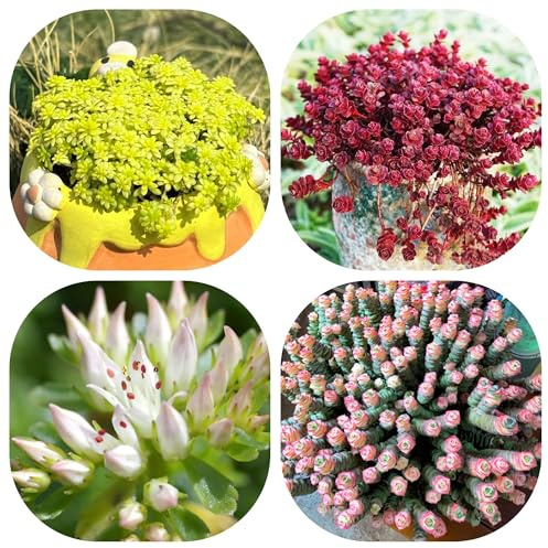 semillas de sedum, raras balcón resistentes exterior 120pcs