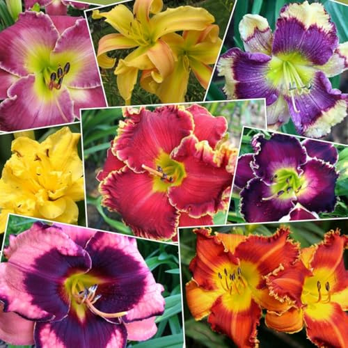Daylily Rhizome.Strong Plants That Grow Well Mix Golden Jade Carving Feels Beautiful-10 Bulbs-A