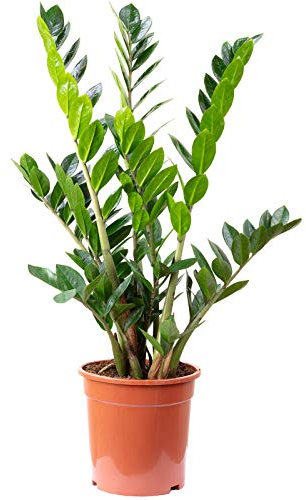Glücksfeder - pflegeleichte Zimmerpflanze, Zamioculcas zamiifolia 9+ - Höhe 90 cm, Topf-Ø 21 cm