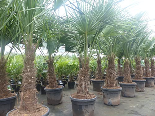 gruenwaren jakubik 2 Stück im Palmenset Trachycarpus fortunei dicke Stämme 200 cm Hanfpalme, winterharte Palme bis -18°C
