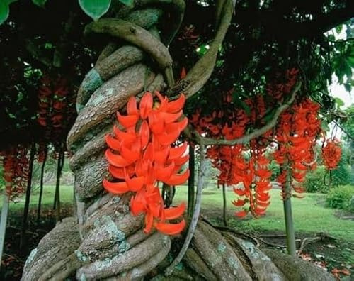 Graines de fleurs fraîches et neuves de Strongylodon Macrobotrys rouge, 50 pièces