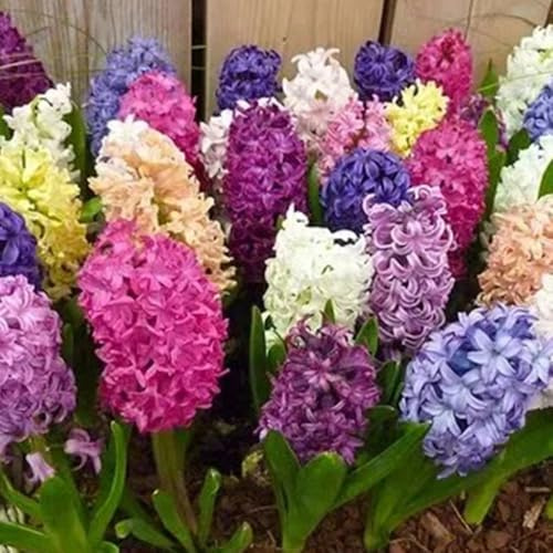 5bulbi di giacinto, primaverile, rara giacinti, mini giardino copertura del terreno, perenne da sono