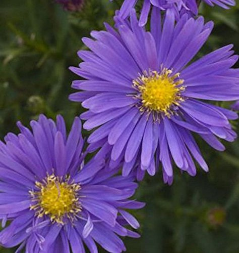 Kissenaster Augenweide - Aster dumosus - lebende Gartenpflanze aus den Baumschulen