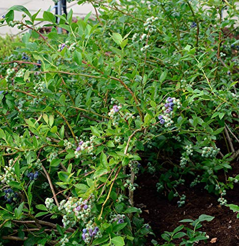 Heidelbeere Elizabeth 30-40cm - Vaccinium corymbosum - lebende Gartenpflanze aus den Baumschulen
