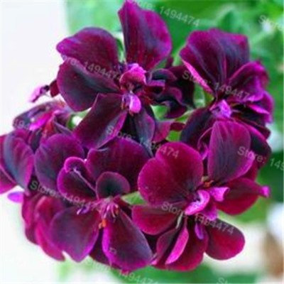 200 Stück/Beutel Gerani rari misto semi di colore semi di fiore Appleblossom Rosebud Pelargonium perenne fiore 3