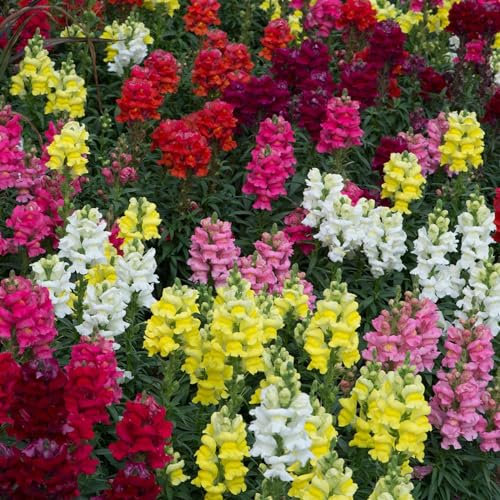 Perfect Plants - Antirrhinum Plants Mixed Colours- 6 Pack Bedding Plants - Garden Ready Plants - Snapdragons