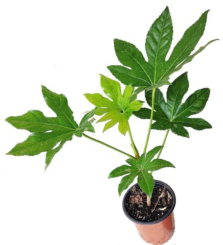 Aralia Japonica - Fatsia Japonica - Planta Natural de Interior de Hojas Verdes