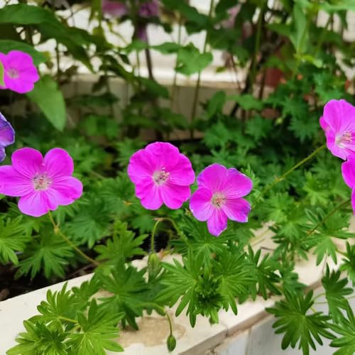 Semillas de geranio - de mariposas resistentes variedades antiguas resistentes jardines rocas ornamentales lugares 550pcs