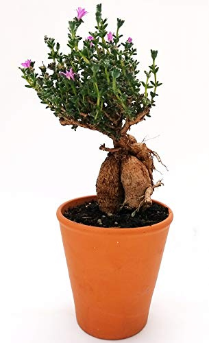 POWERS TO FLOWERS - MESEMBRIANTEMO BONSAI, pianta vera
