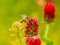Roter Inkarnatklee Samen, mehrjähriger roter Klee Samen, lat. Trifolium incarnatum (60.000 Samen)