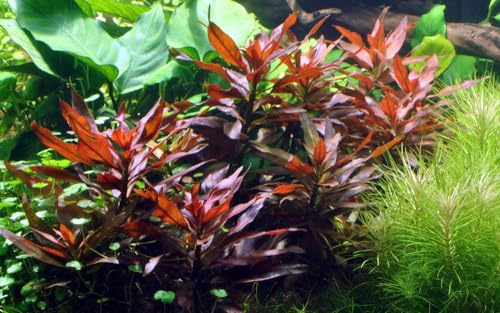 AquaOne Aquarium Pflanze Ludwigia glandulosa Wasserpflanze Stängelpflanze | Aquariumpflanze, voll durchwurzelt, einfach pflegeleicht, Aquascaping, Dekoration