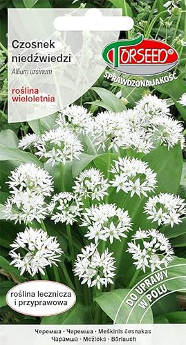 Verdica Bärlauch Samen – Mehrjährige Kräuter, schattentolerant, reich an Schwefel, perfekt für Salate & Pesto, umweltfreundliche Verpackung (0,5g)