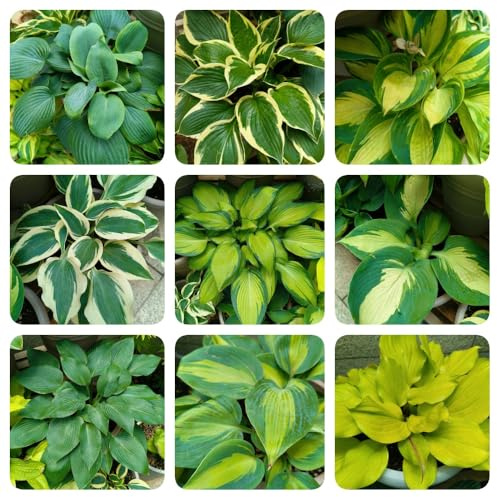 Semi di Hosta, vecchie varietà di semi Hosta plantaginea, hosta funky resistente semi di selvatici semi di acquistarere hosta decorazione 350pcs