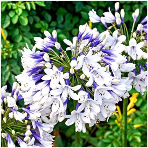 GrowOn Shrubs Agapanthus 'Twister' African Lily | Evergreen Perennial | Outdoor Garden Ready Plant | Summer and Autumn Flowering | Bio-Coloured, Blue, White Flowers