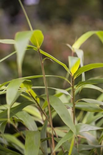 Pfeilbambus Pseudosasa japonica 150-175 cm winterhart immergrün