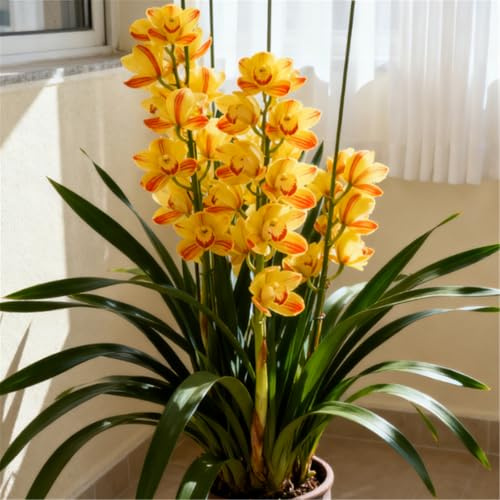 Orchidea Cymbidium profumata - Decorativa in vaso per interni ed esterni - facile da fiorire-3 PCS-F