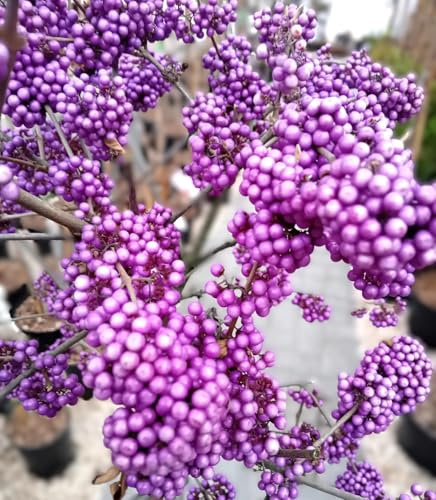 Liebesperlenstrauch/Schönfrucht Callicarpa bodinieri 'Profusion' 40-60 cm