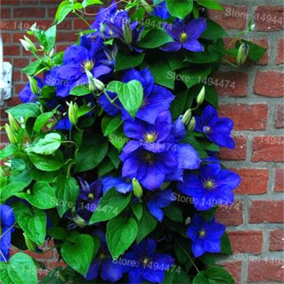 I semi Mix Clematis Hybridas Semi e Clematis Piante rampicanti fiore di DIY si dirigono il giardino 100 semi Clematis Florida 10