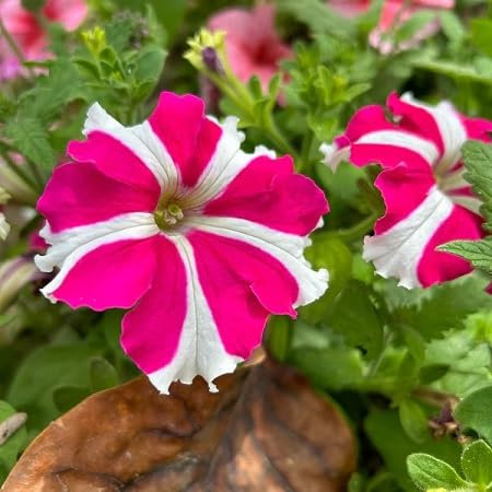 100 semi di petunia freschi