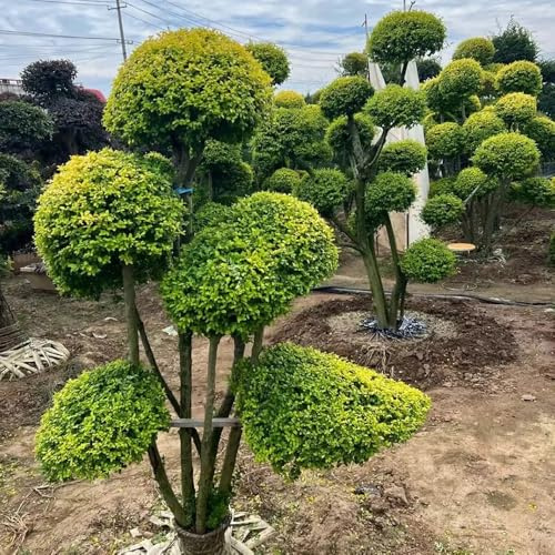 Semi di ligustro - per luoghi soleggiati Ligustro lucido, decorazione da giardino per esterni comprare semi di esotiche giardino di arbusti vecchie varietà 500pcs