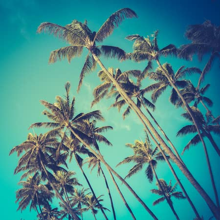 adrium Holz-Bild 100 x 100 cm: Retro Vintage Art-Foto von diagonalen Palmen in Hawaii (32522569)