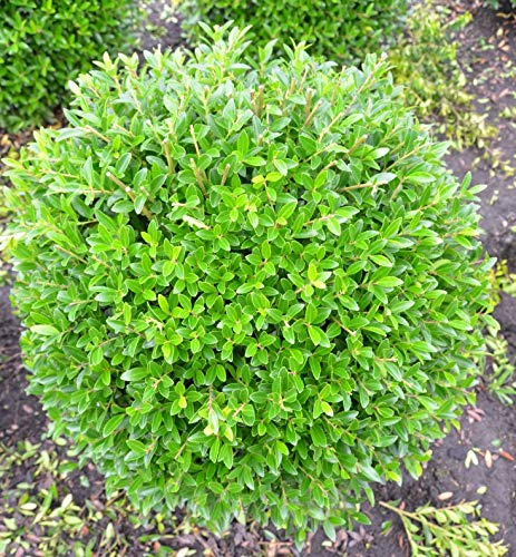japanische Hülse Ilex crenata Blondie ® Kugel 50-60 cm mit Ballen