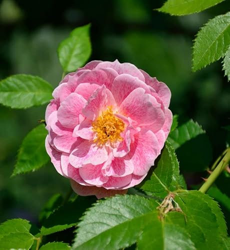 Kletterrose Kletterrose Kir Royal®® 30-60cm - lebende Gartenpflanze aus den Baumschulen