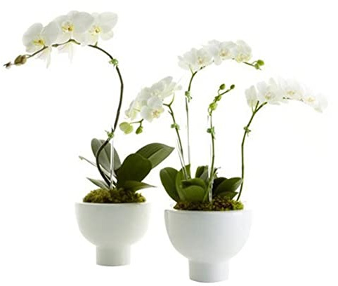 Haloppe 100 Stücke Orchidee Blumen Pflanzen Samen für Hausgarten Pflanzen, Orchidee Samen Blume Pflanze Home Office Ornament Garten Fenster Bonsai Decor Weiß