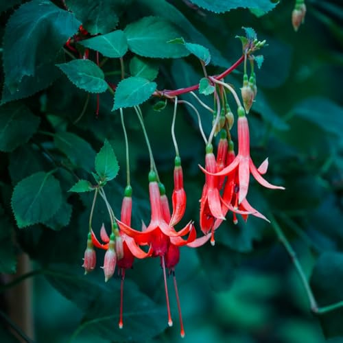 semi di fucsia primavera acquistare semi selvatico decorazione bonsái tagliati balcone primavera arbusto farfalle giardino perenne 100pcs