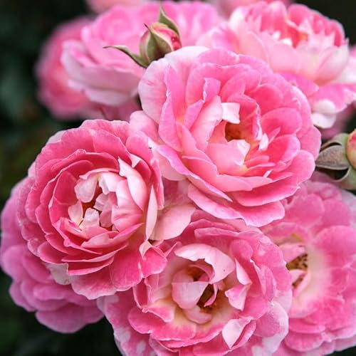 Zwergrose 'Flirt 2011', hellrosa, Topf 3 Liter