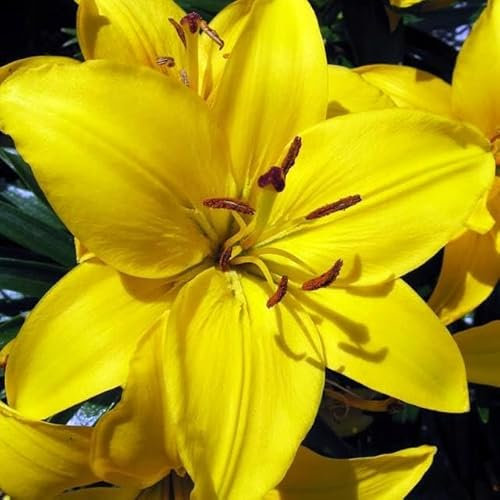 Set 10x Lilienzwiebeln Orientalische Lilie Lilium Zwiebeln Onion Knollen Gelb Yelow Yelloween