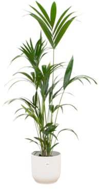 Kentia palma incluido Vibes Fold Round blanco - 150-160cm - Ø30cm - Planta de interior - Conjunto completo - Planta con maceta
