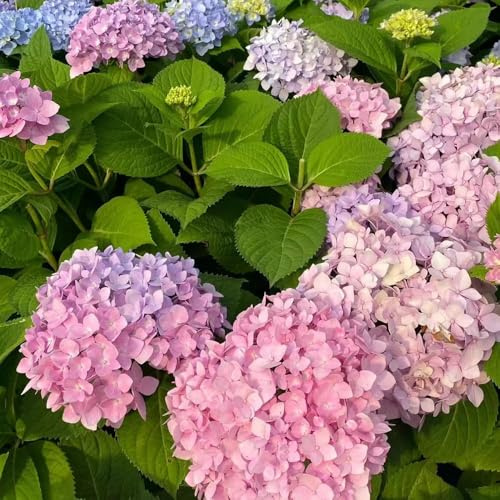 semillas hortensia semillas de pradera silvestres de silvestres pradera perenne perennes resistentes, 30pcs