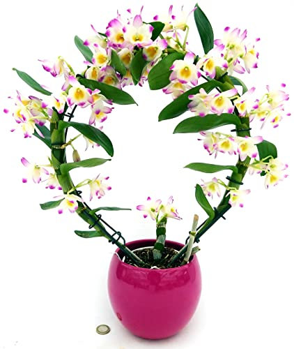 POWERS TO FLOWERS - DENDROBIUM NOBILE ROSA CHIARO AD ARCO, IN VASO CERAMICA FUCSIA SFERICO, ORCHIDEA, pianta vera