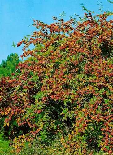 Zwergmispel Cotoneaster watereri Cornubia 150-175 cm winterhart