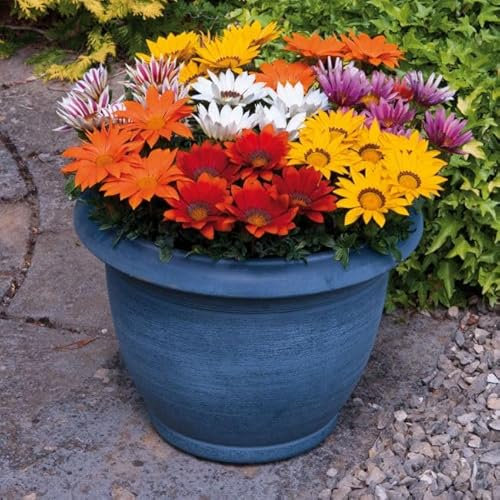 Gazania Kiss Mixed Tray of 40 Plug Plants - Gold, Orange, Pink & Rose Colored Daisy Like Flowers