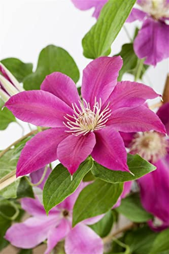 Waldrebe Clematis 'Comtesse de Bouchaud' 40-60 cm winterhart | Reichblühend in Rosa, sonnig bis halbschattig, ideal für Zäune und Spaliere, robust, pflegeleicht, langlebige Blütenpracht