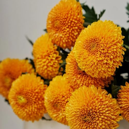 Semillas de Pompon Mamma, semillas de para invitados decoración de sala de estar de balcón resistentes variedades antiguas de exterior 600pcs