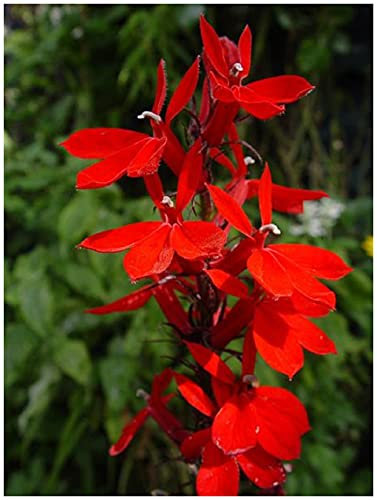 PREMIER SEEDS DIRECT -Perennial Lobelia Queen Victoria - 25 PELLETED Seeds