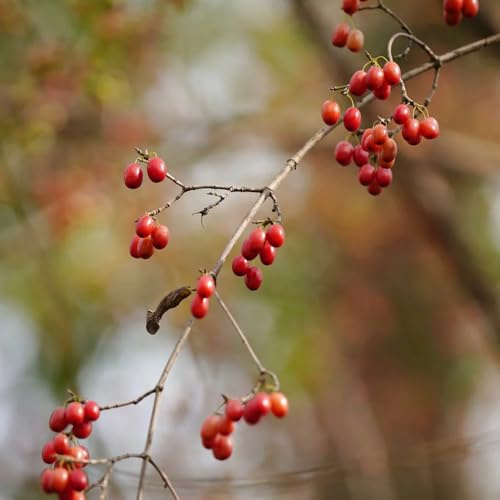 semi di corniolo, regali amanti giardino semi siepi arbusti giardino 20pcs