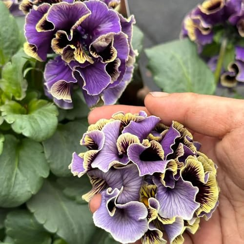 semi resistenti di viola corno, regali per giardinieri Viola cornuta, selvatici d'appartamento copertura del terreno farfalle perenni resistenti 55pcs