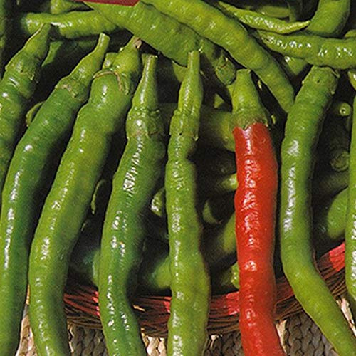 Sigaretta Dolce Sweet Pepper (80 Seed Pack)