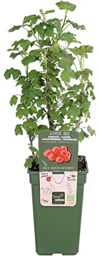 Grosella Roja la Planta Perfecta para Crear un Jardín de Frutos del Bosque en el Exterior del Hogar