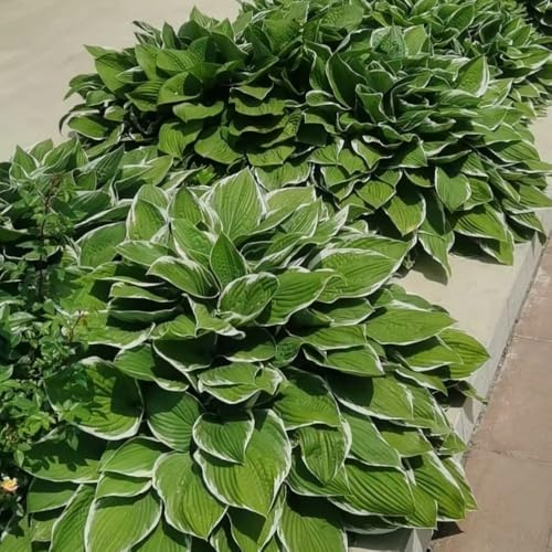 semi di hosta, vecchie varietà di semi Hosta plantaginea, resistente regali sostenibili da balcone decorazione floreale 20pcs