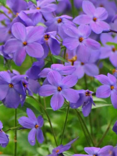 Perennial Farm Marketplace Phlox stolonifera 'Sherwood Purple' (Creeping) Perennial, 1 Quart, Lavender Purplish Flowers