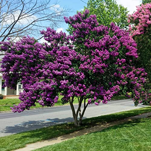 Lagerstroemia indica viola “Powhatan”, Pianta in vaso ø 18 cm, h 50/70 cm Piante vere da esterno, Vivaio di Castelletto