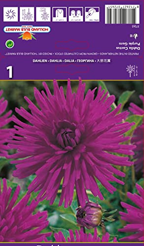 Dahlienknolle : Dahlia - Dahlie Kaktusdahlie  Purple Gem  1 Knolle/Rhizom