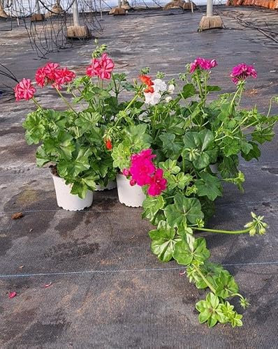 Pack 3 Geranios Zonales y Gitanillas - Pack 3 Geranios Naturales Planta (Pelargonium) 14 cm ø - GERANIOS SP 9